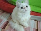 trenditional parshian kitten for sale