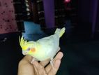 Trim cockatil baby