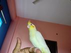 Trim cockatil