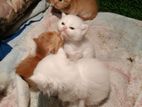 Triple Cat Pure Persian