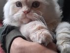 Triple caut persian male cat.