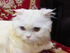 Triple Coat Er Persian Male Cat