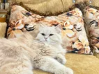 Triple Coat Female Persian Cat