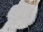 triple coat female persian