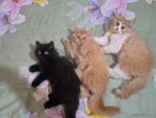 Triple Coat Kitten