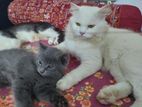 Triple Coat Mix Breed Kitten