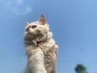 Triple coat Parsian cat (female)