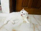 Triple Coat Persian Cat