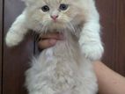 Triple Coat Persian Cat