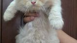 Triple Coat Persian Cat