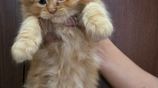 Triple Coat Persian Cat