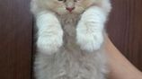 Triple Coat Persian Cat