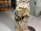 triple coat persian cat