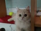 Triple Coat Persian Cat