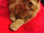 Triple Coat Persian Cat