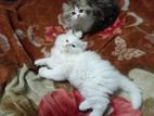 Triple Coat Persian Cat for Sell