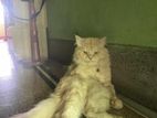 Triple coat persian cat male and female