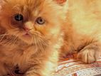 Triple coat Persian cat