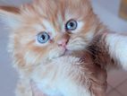 Triple coat Persian Cat pure