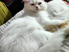 Triple Coat Persian Cat (vaccinated)