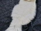 triple coat persian female