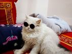 triple coat persian female