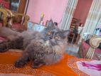 Triple coat Persian