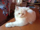 triple coat Persian