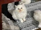 Triple coat Persian kitten