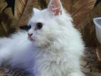 triple coat Persian kitten