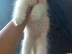 triple coat persian kitten