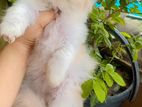 Triple coat persian kitten