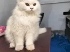 Triple Coat Persian Kitten