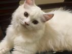 Triple coat persian kitten