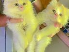 triple coat Persian male kitten