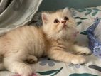 Triple Coat Persian Male Kitten