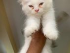 Triple coat persian male kitten