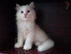 Triple coat Persian male kitten