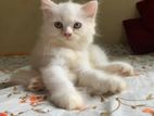 Triple coat persian male kitten