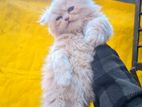 triple coat punch face persian