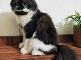 Triple Coat Pure Persian Female Cat