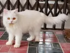 Triple Coat Pure Persian (female)