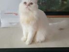 Triple Coat Pure Persian