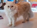 Triple coat Pure Persian punch face Adult male.