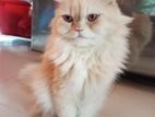 Triple Coat Pure Persian Punch Face Adult Male