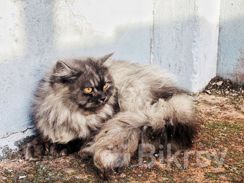 Gray Persian Cat Traditional Traditional Persian Cat Deals