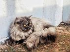 Triple Coat Traditional Parsian Male