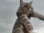 Triple Coat Traditional Persian Cat