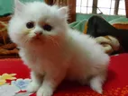 Triple Coat White Persian