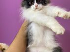 Triple coated long hair persian cat